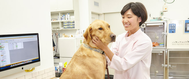 動物看護師として働く女性
