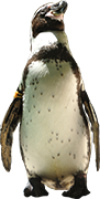 penguin