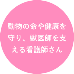 動物の命や健康を守り、獣医師を支える看護師さん