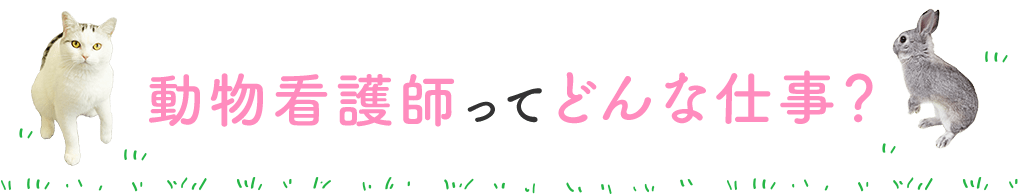 動物看護師ってどんな仕事？