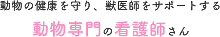 動物の健康を守り、獣医師をサポートする動物専門の看護師さん