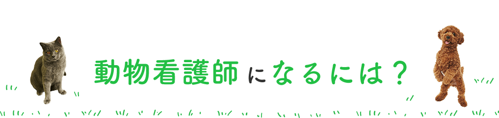 動物看護師になるには？