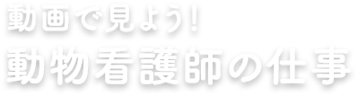 動画で見よう！動物看護師のしごと