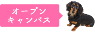 スペシャルイベント