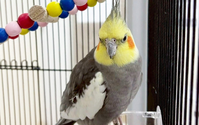 Basil