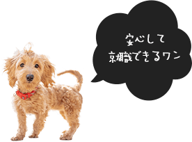 安心して就職できるワン