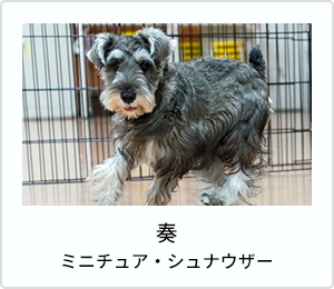 マロン