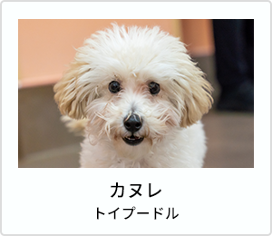かぶき