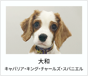 和香