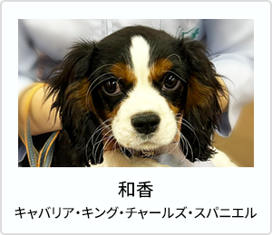 ビスケ