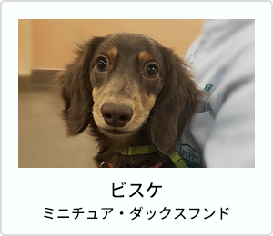 メメ