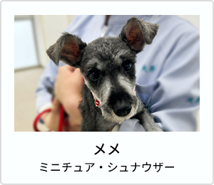 Laugh（ラフ）