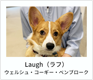 Laugh（ラフ）