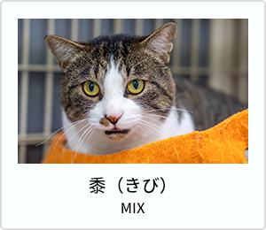 団