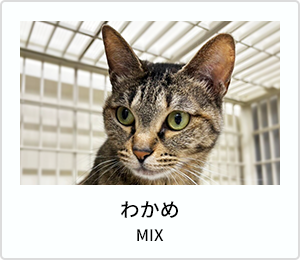 ザラメ