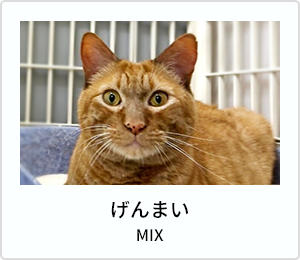 じゃこ