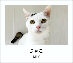 ピノ