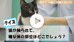 はじめての猫との接し方