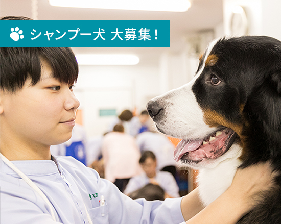 グルーミング実習のモデル犬になりませんか?