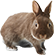 うさぎ