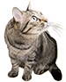 動物看護師の仕事を知ろう！