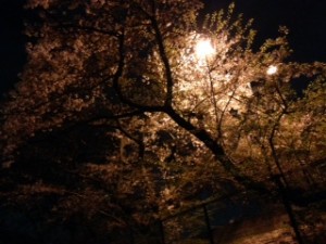 お花見