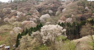 山桜