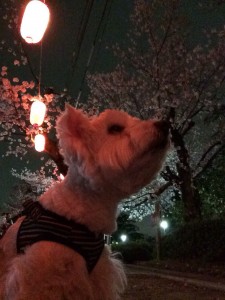 お花見リチャード２