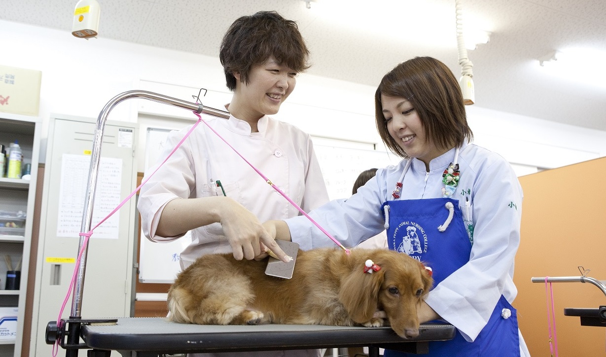 教員 学生 犬 大阪ペピイ動物看護専門学校 教員 学生 犬 大阪ペピイ動物看護専門学校