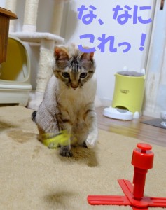 ブログ用10