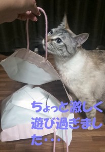 ブログ用13