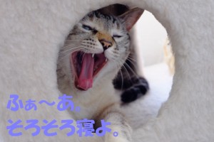 ブログ用9
