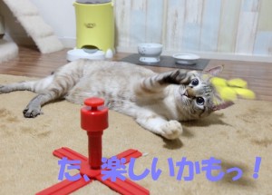 ブログ用12