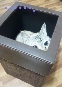 ブログ用8