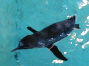 ぺん１IMG_20160619_150111