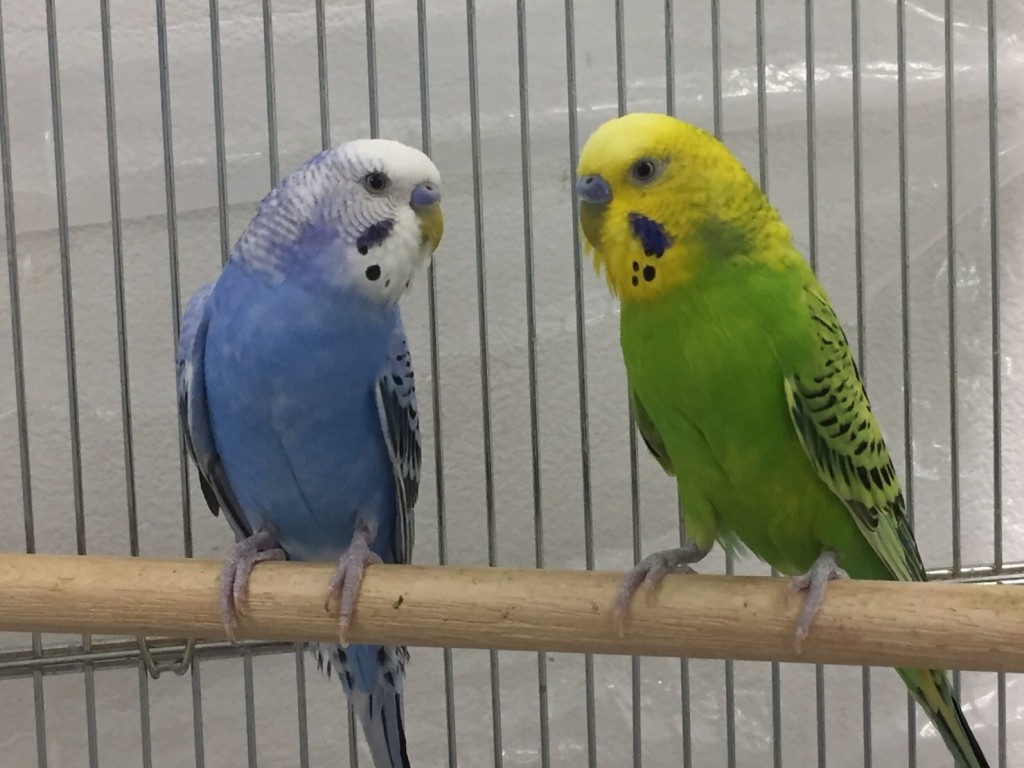 インコの気持ち しぐさ編 スタッフブログ 大阪ペピイ動物看護専門学校