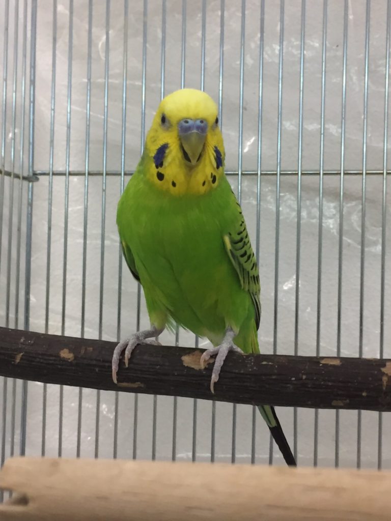 インコの気持ち さえずり編 スタッフブログ 大阪ペピイ動物看護専門学校 インコの気持ち さえずり編 スタッフブログ 大阪ペピイ動物看護専門学校