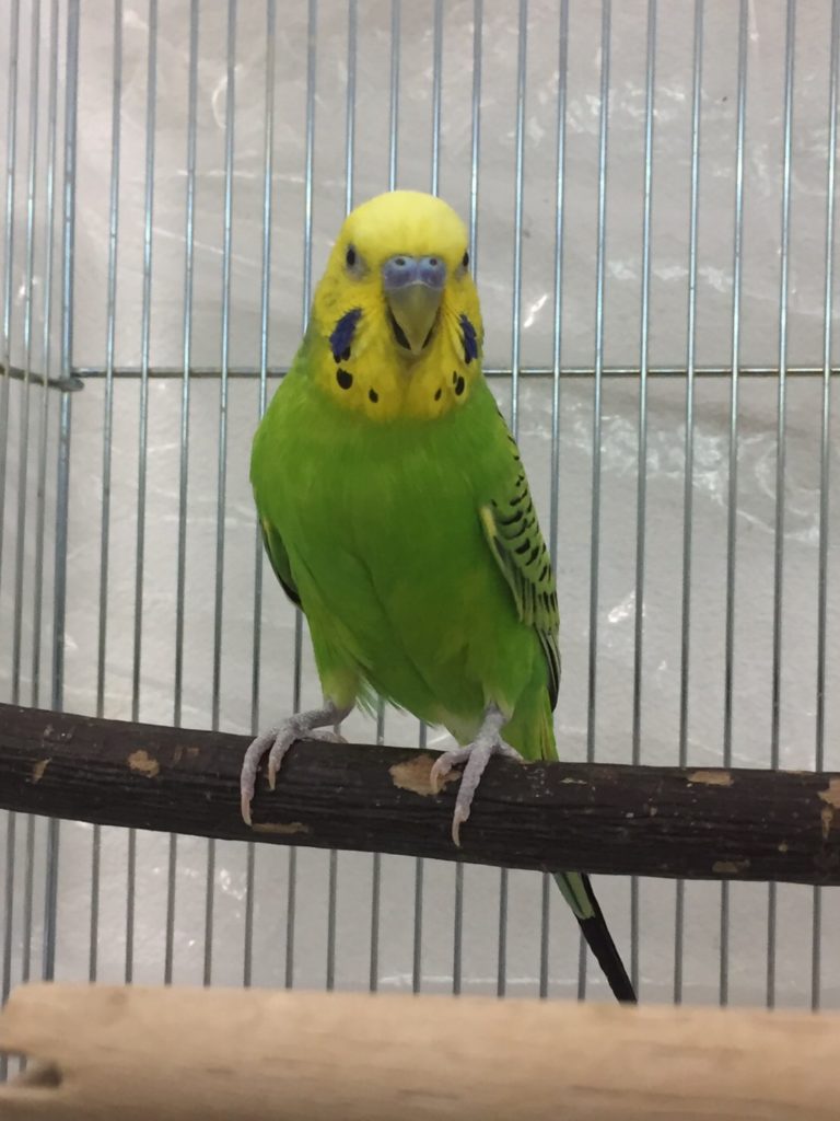 インコ 鳴き 方